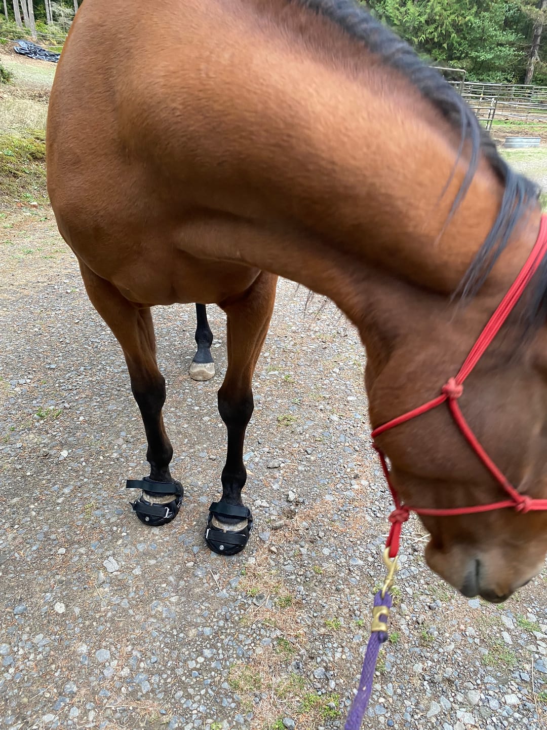 Customer photo review of Renegade® Viper Shield™ Hoof Boot Seconds - Black Knight