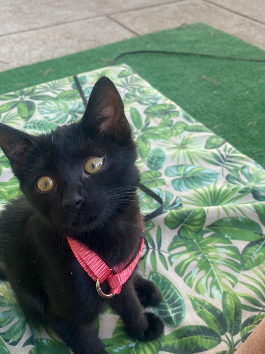 Customer photo review of Grain Free Cat Kitten