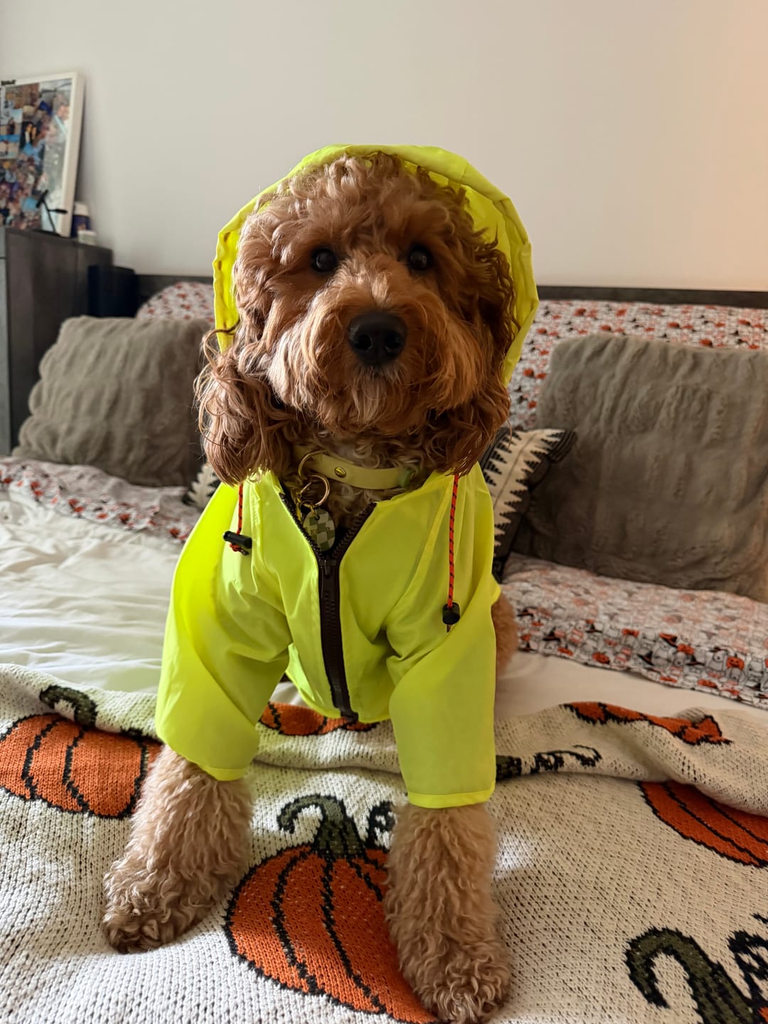 Customer photo review of Nylon Rainbreaker