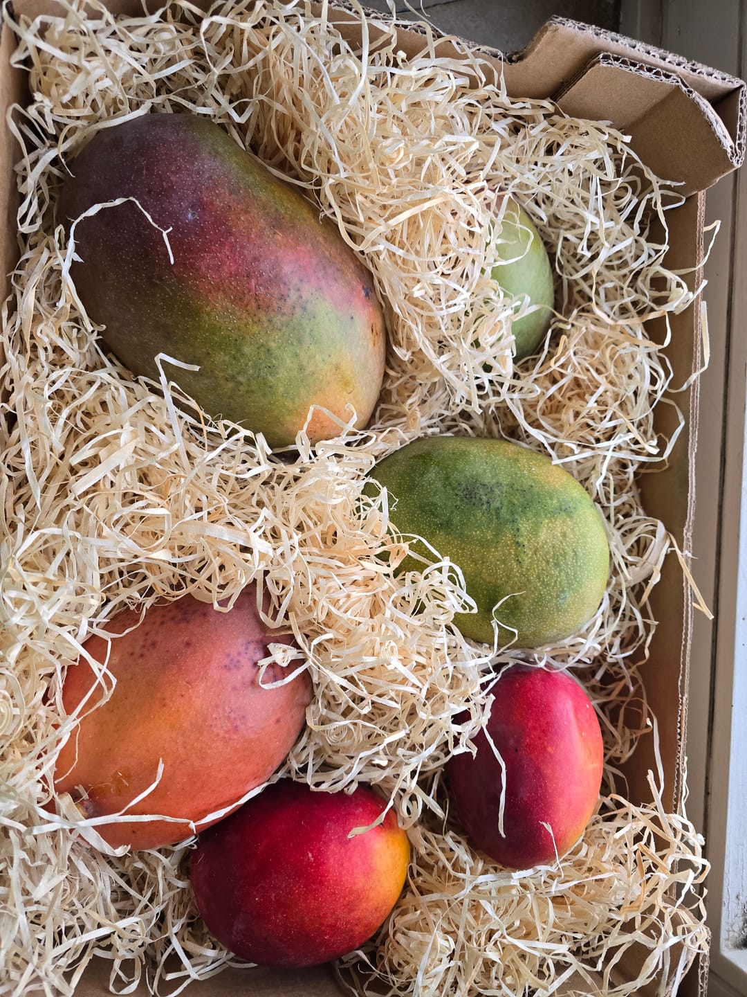 Customer photo review of Mango Kent Bio von Julian Sonderaktion % 4kg