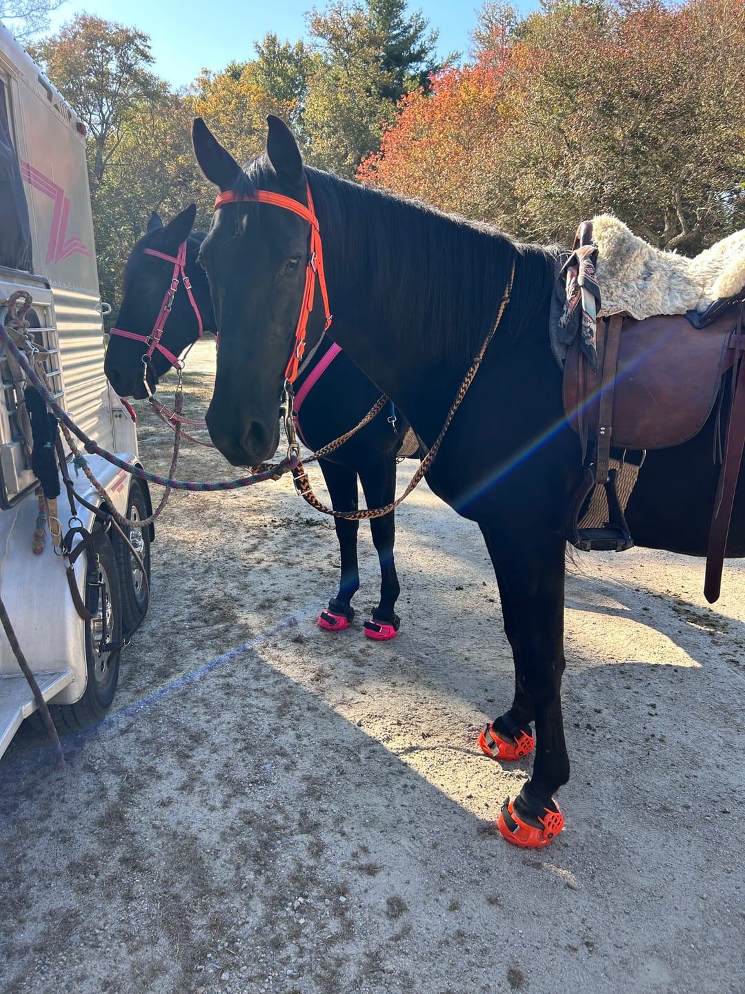 Customer photo review of Renegade® Viper Vivid™ Hoof Boot - Pink Passion