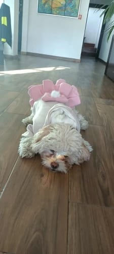 Customer photo review of Warm Fleece Bow Layered Dog Dress Jacket