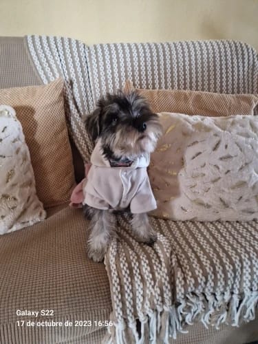 Customer photo review of Warm Fleece Bow Layered Dog Dress Jacket