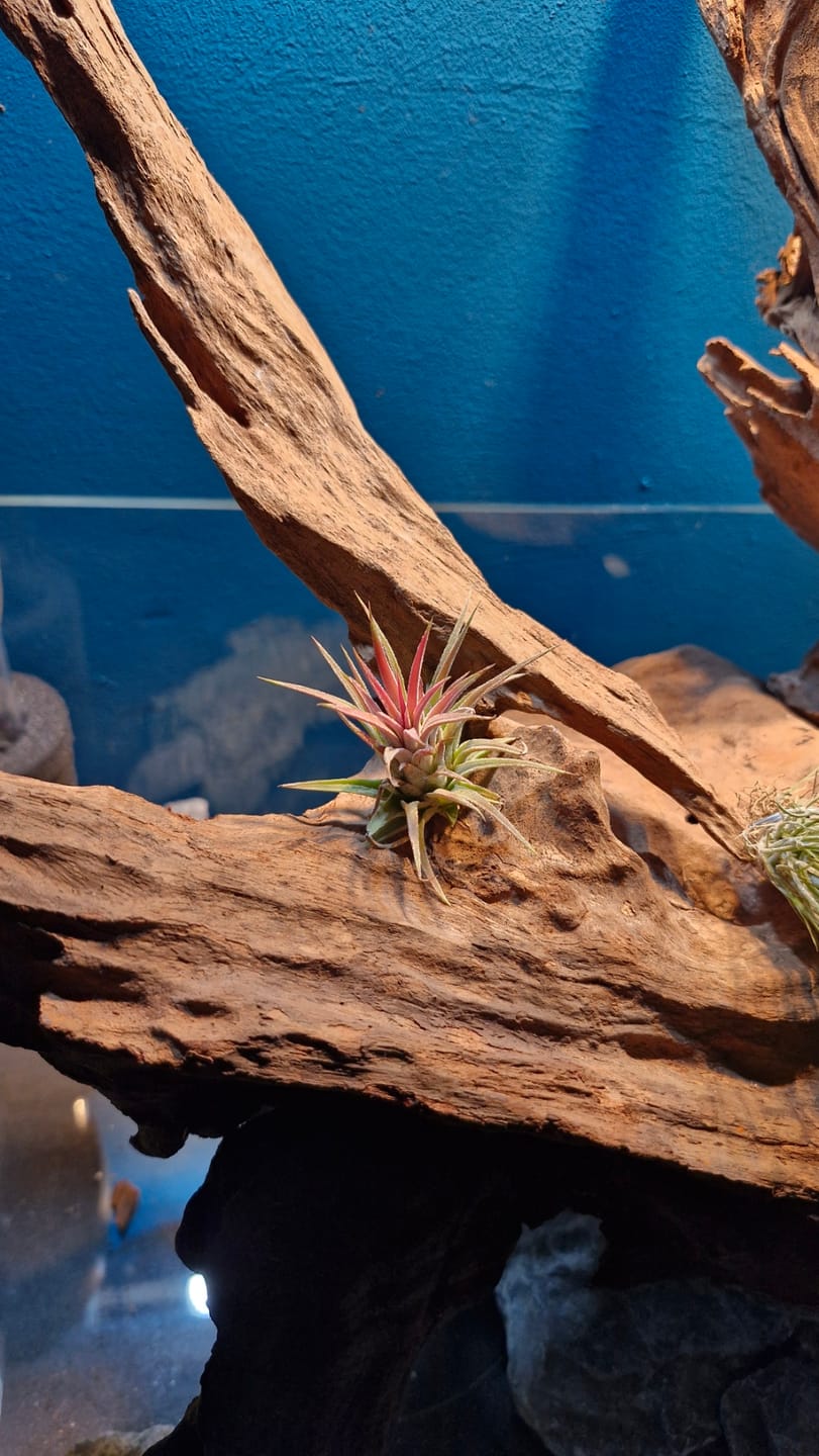 Customer photo review of Tillandsia ionantha