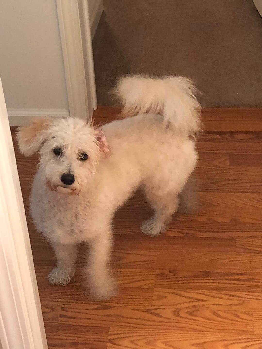 Customer photo review of [HOT SALE] 3-in-1 Pet Grooming Hair Dryer