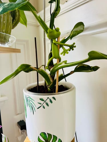 Customer photo review of Mamie-Frog® - Tuteur décoratif