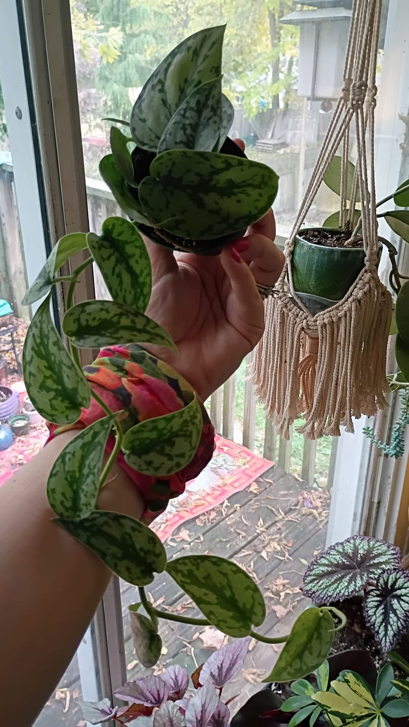 Customer photo review of Scindapsus pictus 'Silver Lady'