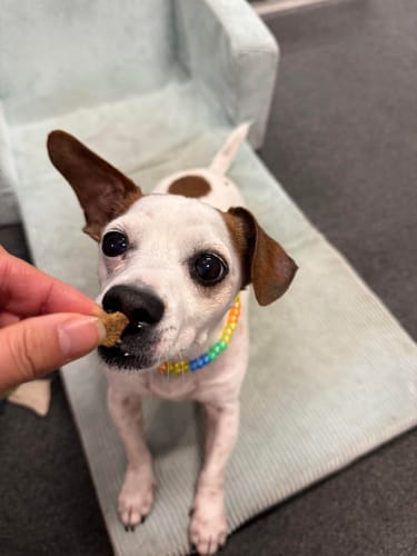 Customer photo review of Bugsy's Air-Dried Turkey