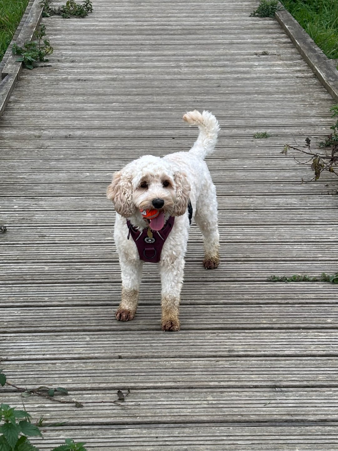 Customer photo review of Trail & Glow® Dog Harness - Mulberry Tweed