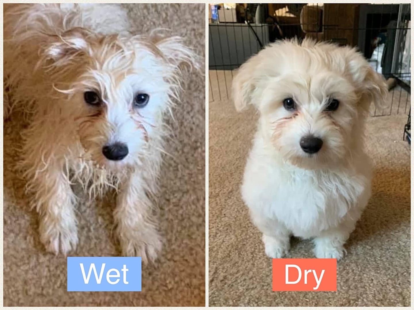 Customer photo review of [HOT SALE] 3-in-1 Pet Grooming Hair Dryer