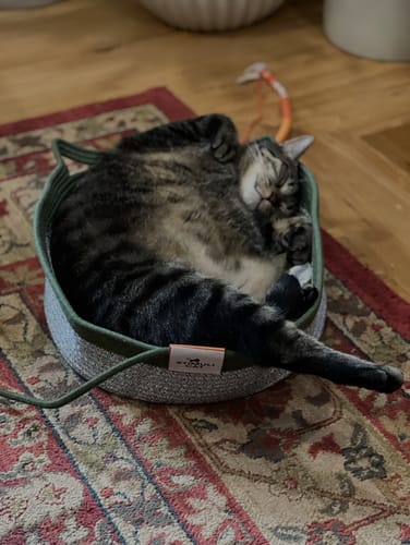 Customer photo review of Instinct Basket | Handwoven & Chemical-Free Cat Territory