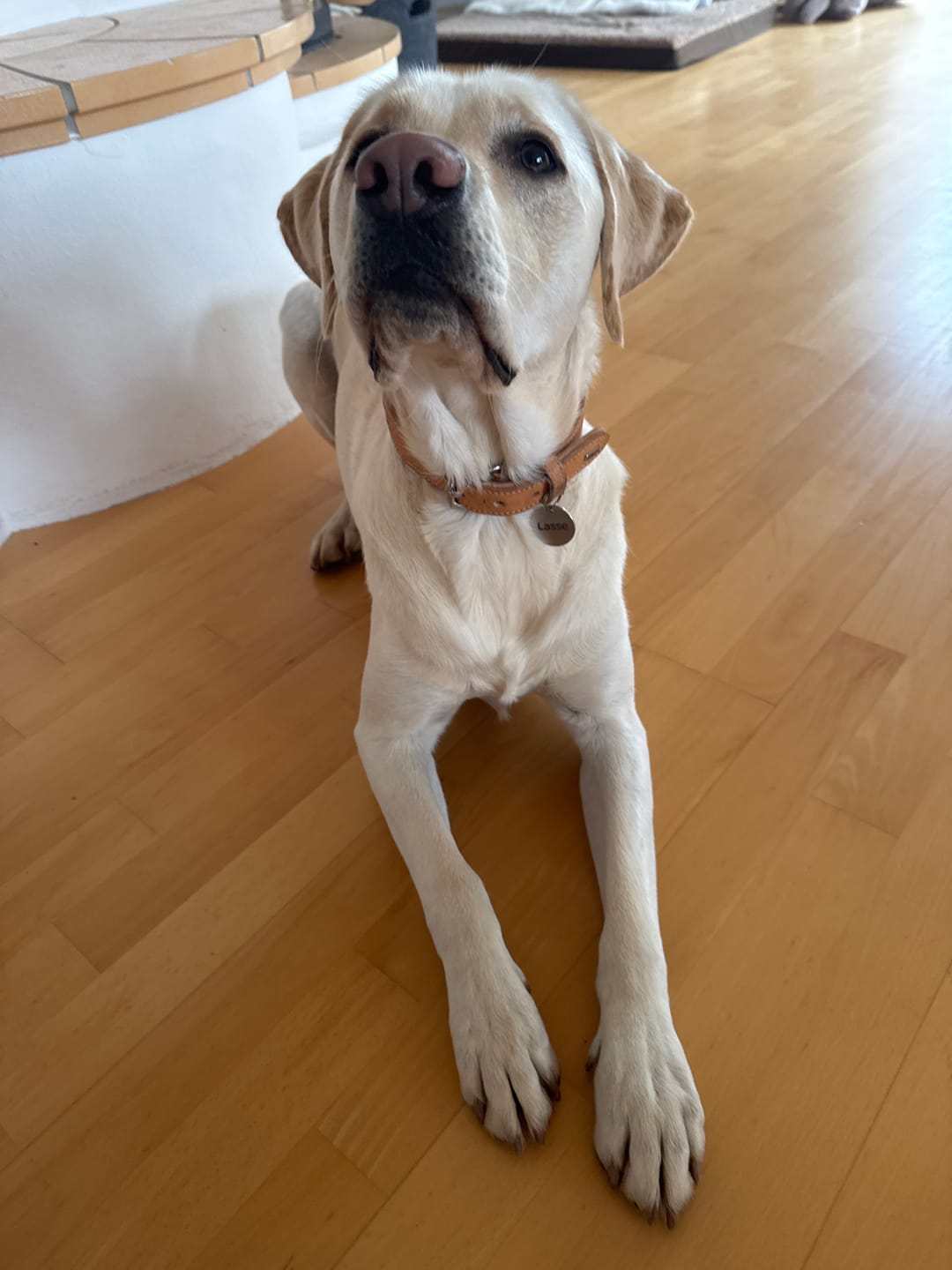 Customer photo review of Hundemarke mit Gravur, Name und Telefon personalisiert, rund, 25mm oder 30mm in verschiedenen Farben