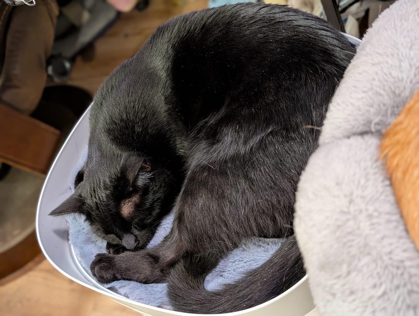 Customer photo review of Pet-Friendly Space Heater PH20