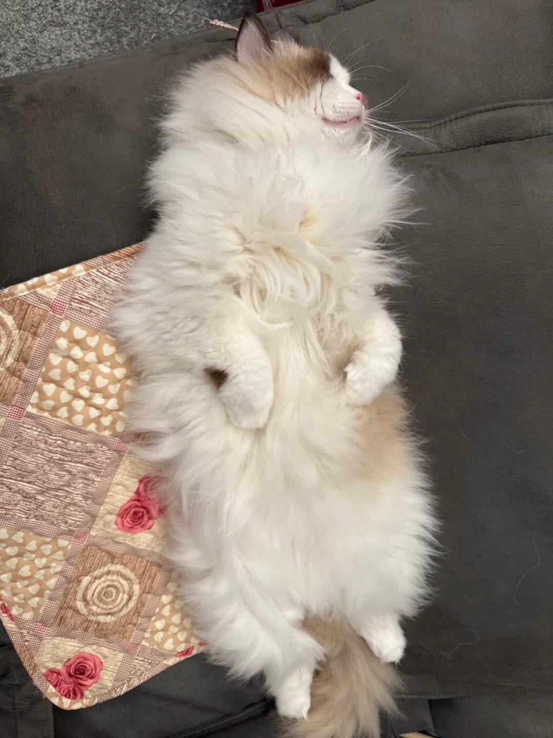 Customer photo review of Michu Mixed Tofu Cat Litter Lite 6L – Flushable, Eco-Friendly & Odour Control