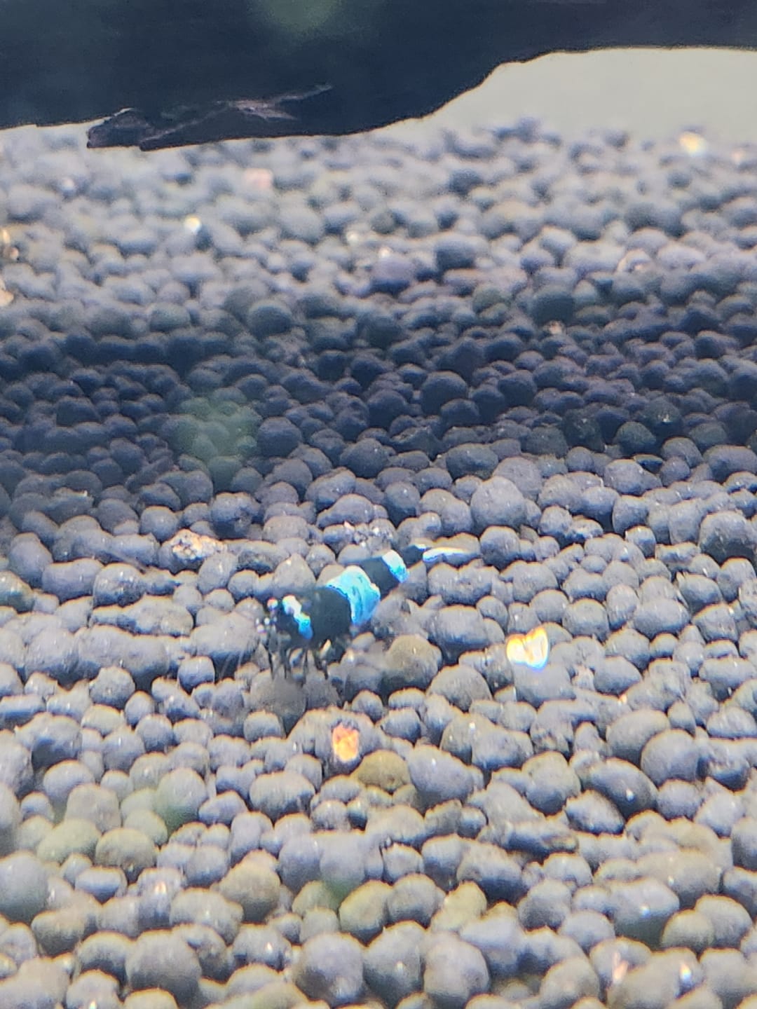 Customer photo review of Shadow Panda Shrimp