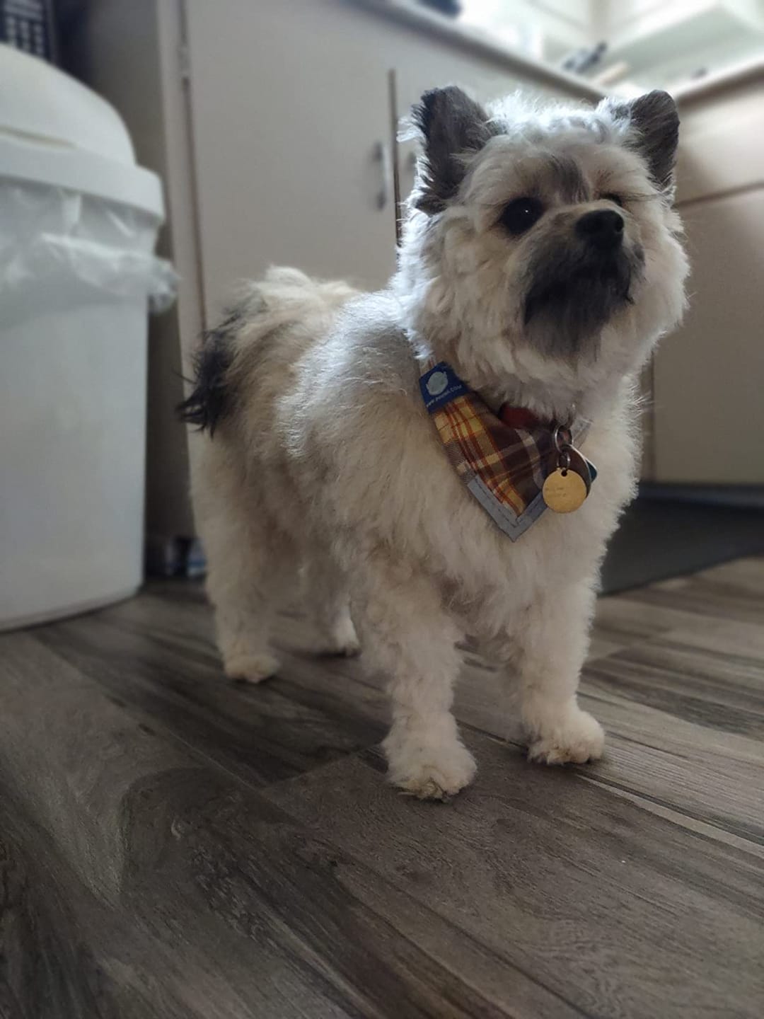 Customer photo review of [HOT SALE] 3-in-1 Pet Grooming Hair Dryer