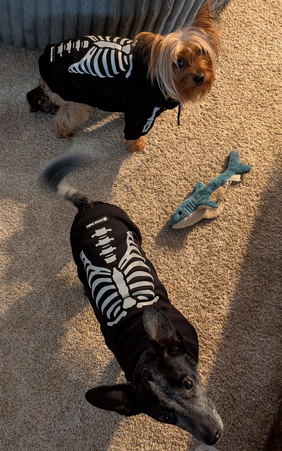 Customer photo review of Halloween Dog Hoodie - Reflective Skeleton