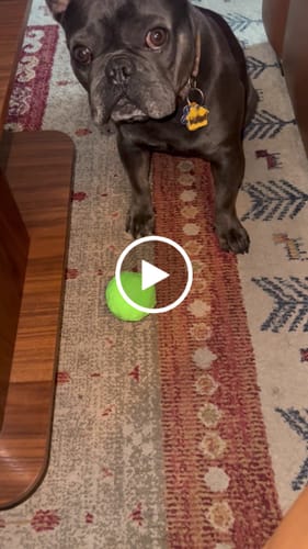 Customer video review of WUNDERBALL - Best Fetch Toy