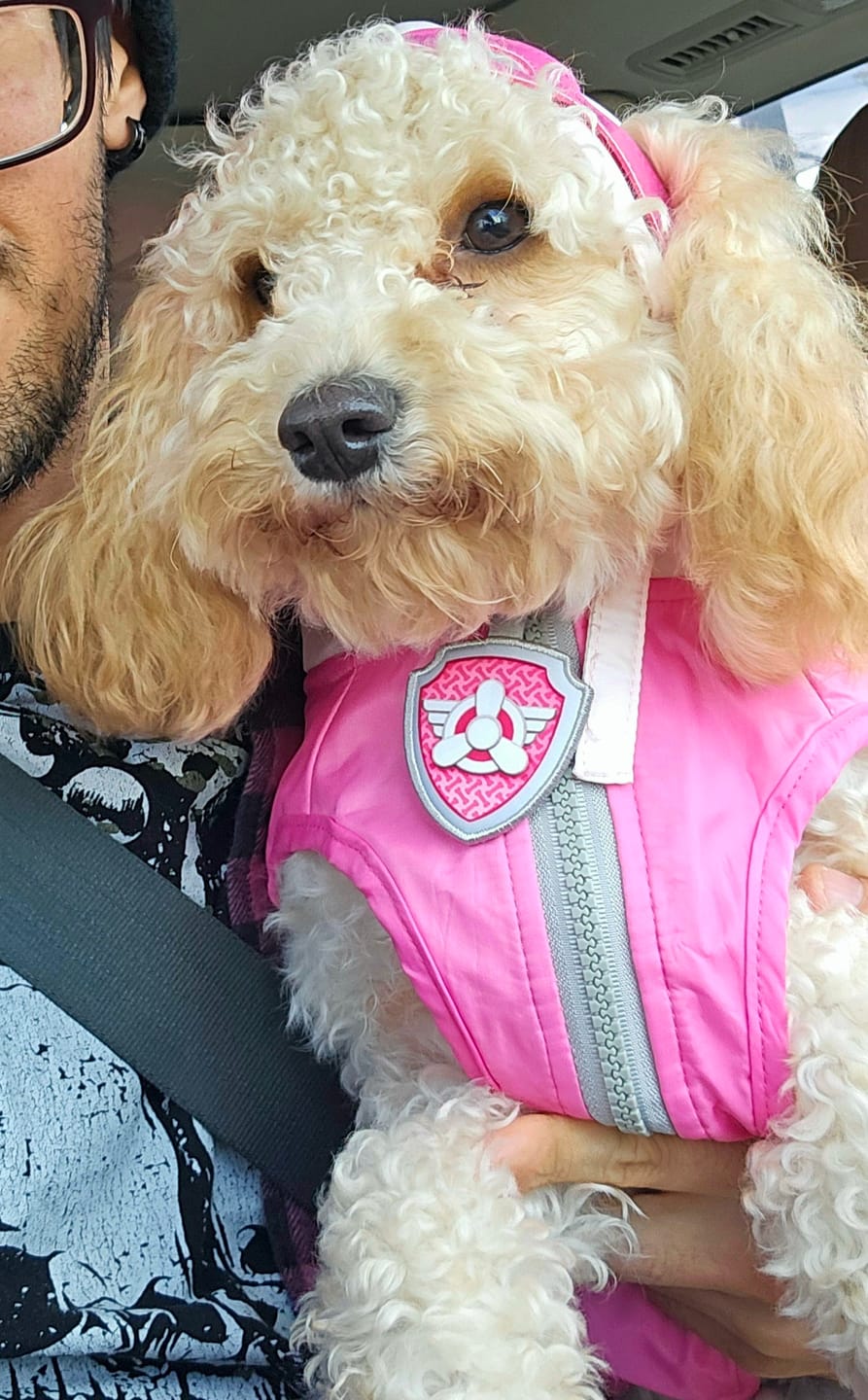 Customer photo review of Dog Costume (Skye)