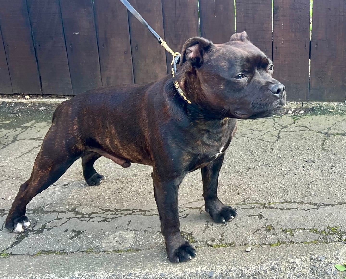 Customer photo review of Staffordshire Bull Terrier 1935® Show Collar & Leash Set - Victory - Black & Gold