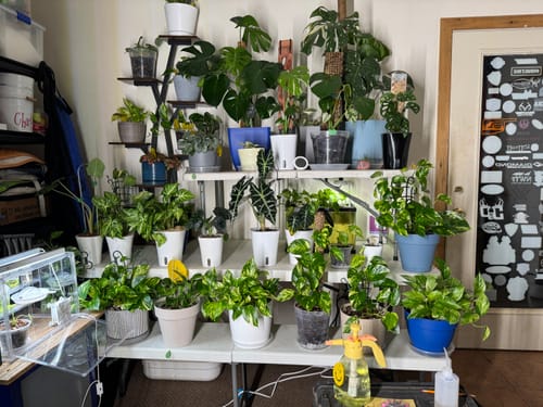 Customer photo review of Fungus Gnat Death Drops