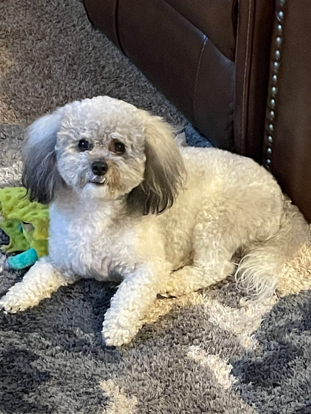 Customer photo review of [HOT SALE] 3-in-1 Pet Grooming Hair Dryer