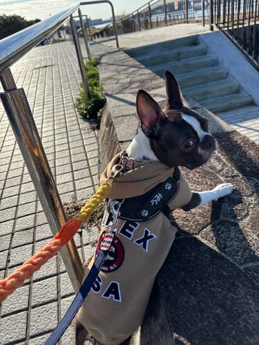 Customer photo review of FunFunPet 高機能ハーネス（お名前タグ作成サービス付き）