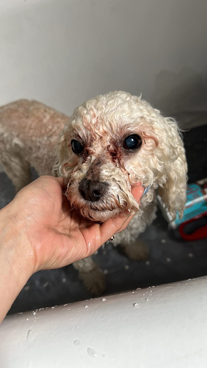 Customer photo review of [HOT SALE] 3-in-1 Pet Grooming Hair Dryer