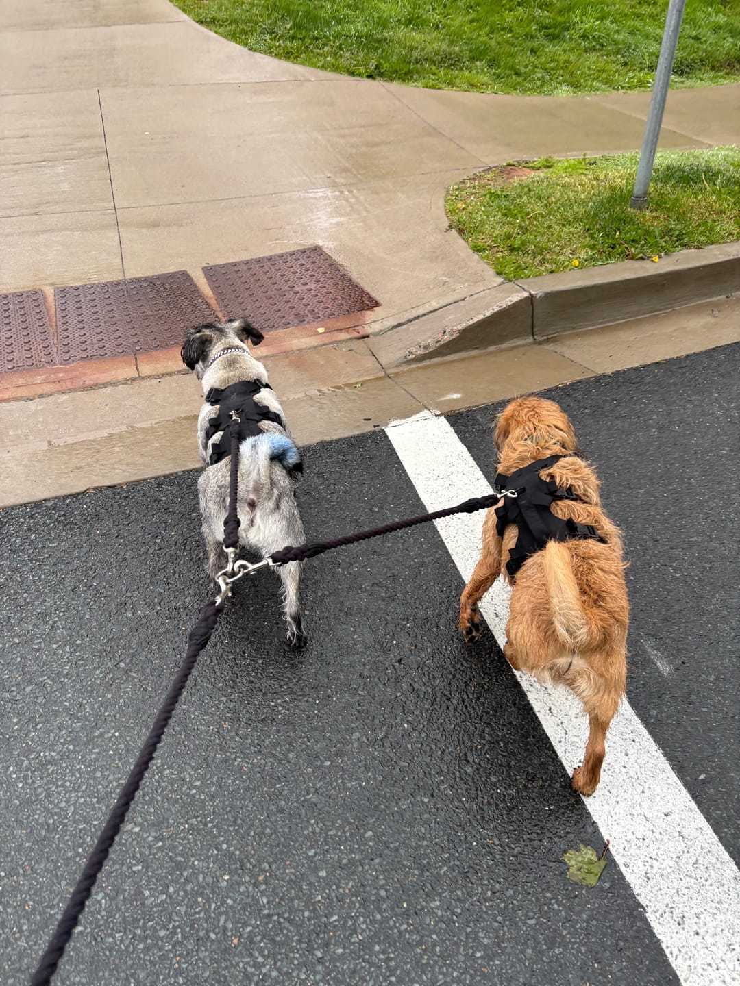 Customer photo review of Cotton Rope Multi-Dog Leash Connector