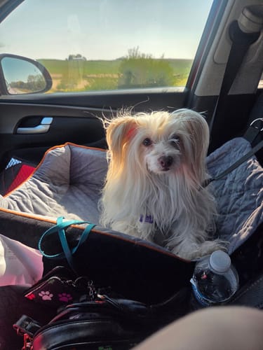 Customer photo review of RuffRover - Plushy Booster Seat