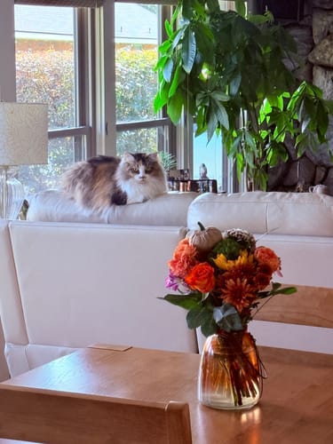 Customer photo review of 2x Blisso Advanced Cat Probiotic | Cat Probiotic for Diarrhea & Kidney Support