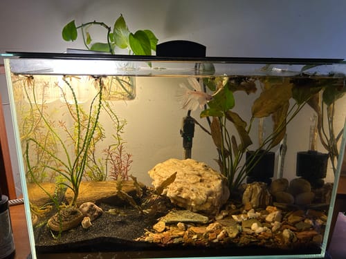 Customer photo review of Super White Dumbo Ear Halfmoon Male Betta Fish