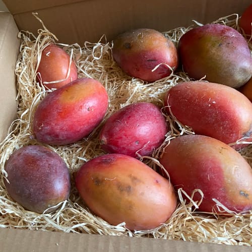 Customer photo review of Mini-Mango Osteen Bio Sonderpreis % 3kg