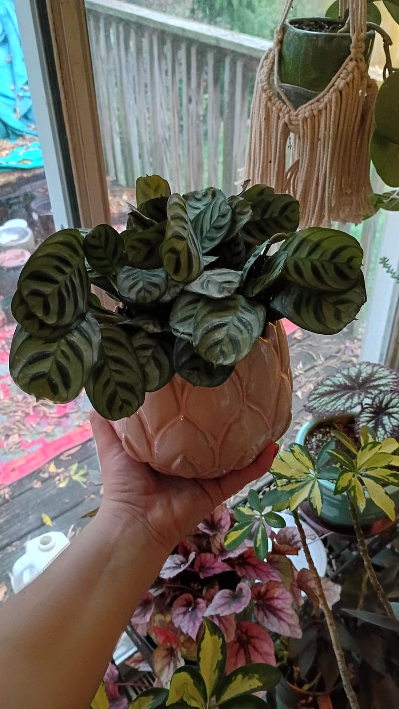 Customer photo review of Ctenanthe burle-marxii
