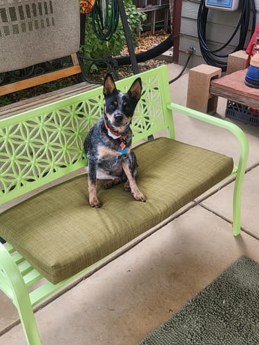 Reseña cliente FurLife