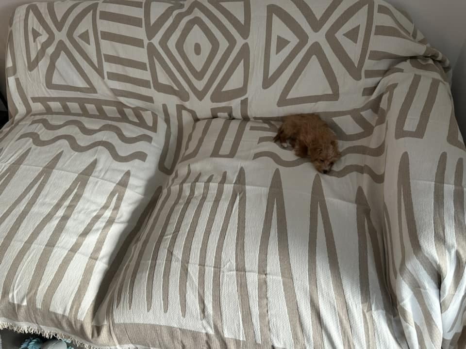 Customer photo review of CouchCare™️ Couch Protector