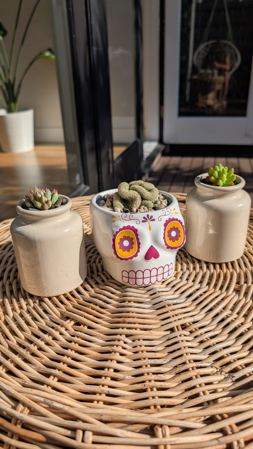 Customer photo review of The Brain Cactus - Mammillaria elongata f. cristata