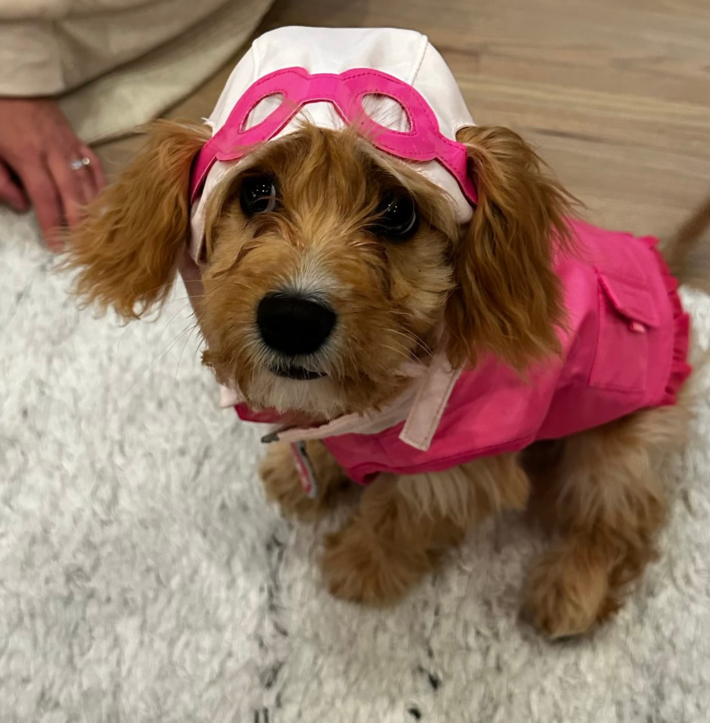Customer photo review of Dog Costume (Skye)
