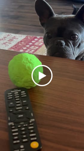 Customer video review of WUNDERBALL - Best Fetch Toy