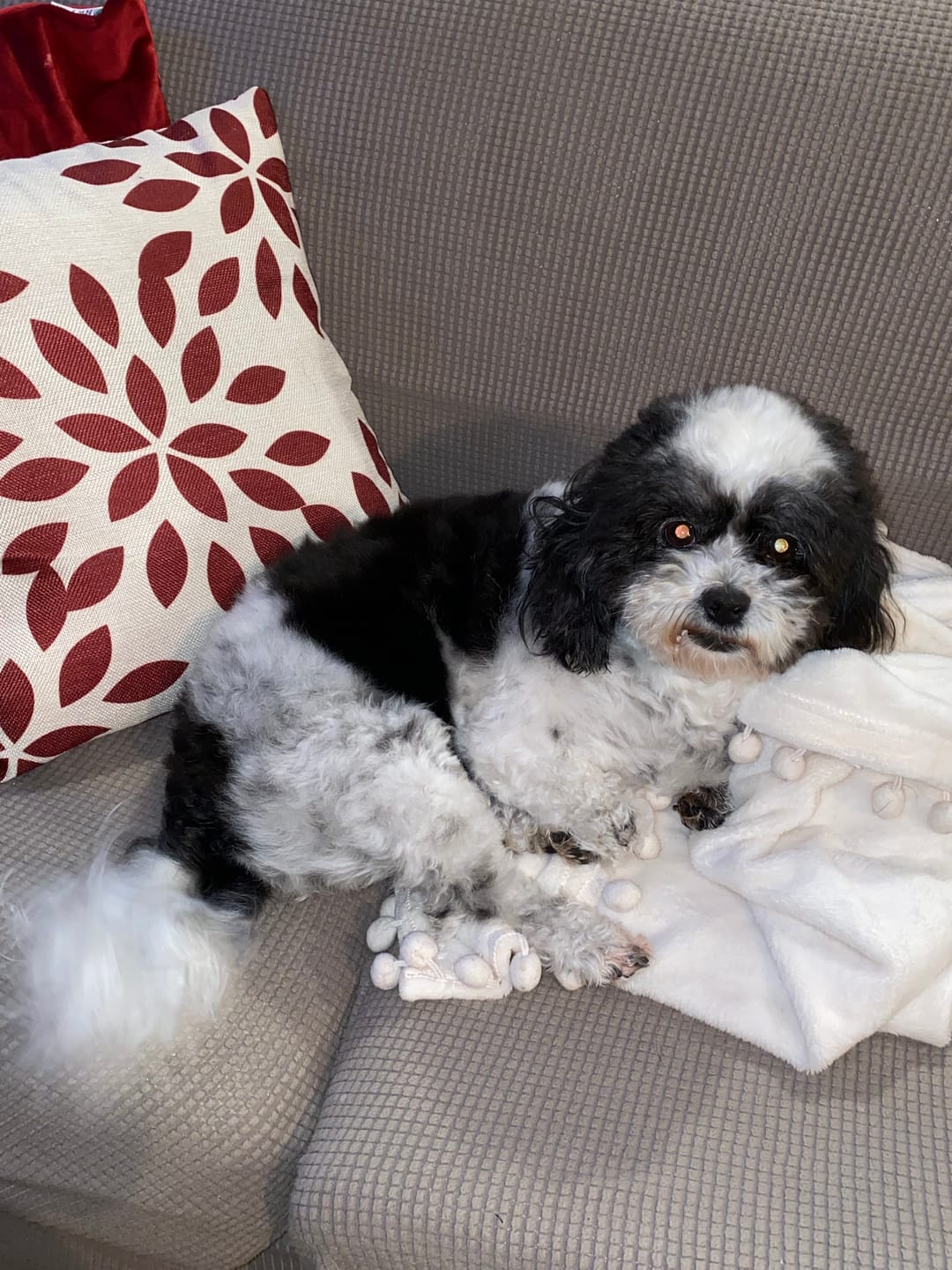 Customer photo review of [HOT SALE] 3-in-1 Pet Grooming Hair Dryer