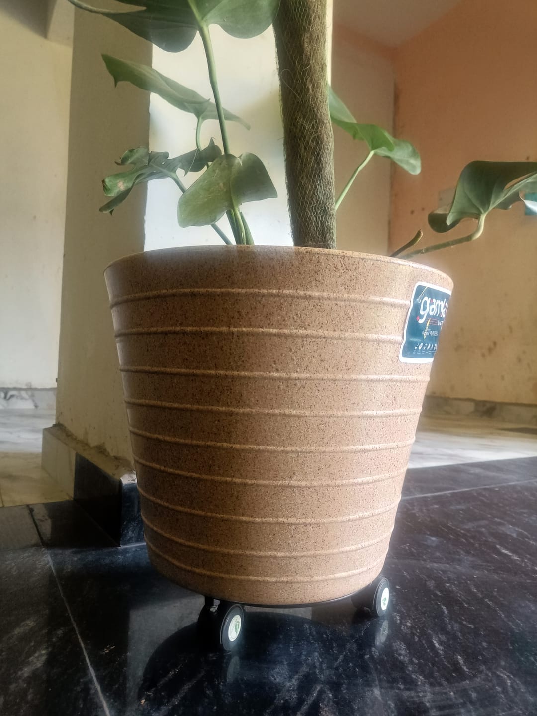 Customer photo review of TryGreen Rings Wheel Rolling Plant Stand for Planters