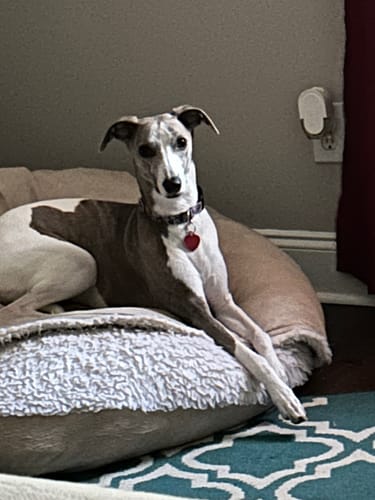 Customer photo review of DE-01 Dental Dogbiotic