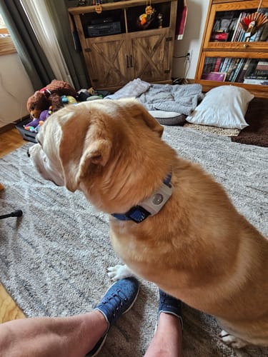 Customer photo review of FurLife™ 12 Months Flea and Tick Free