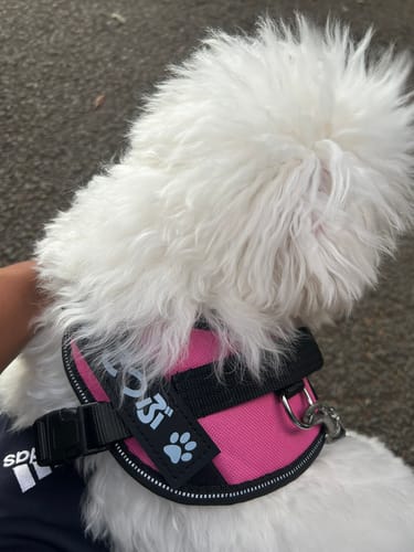 Customer photo review of FunFunPet 高機能ハーネス（お名前タグ作成サービス付き）