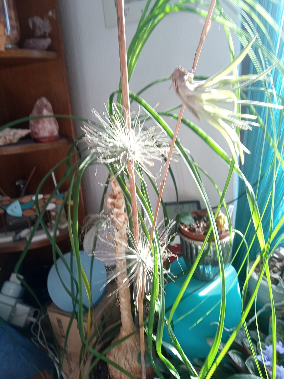 Customer photo review of Tillandsia argentea