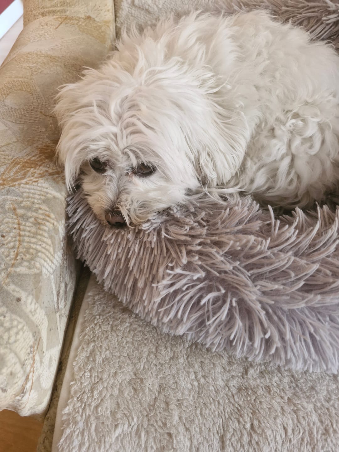 Customer photo review of Darmflora Test Basic Hund