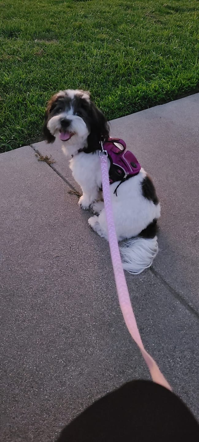 Customer photo review of [HOT SALE] 3-in-1 Pet Grooming Hair Dryer