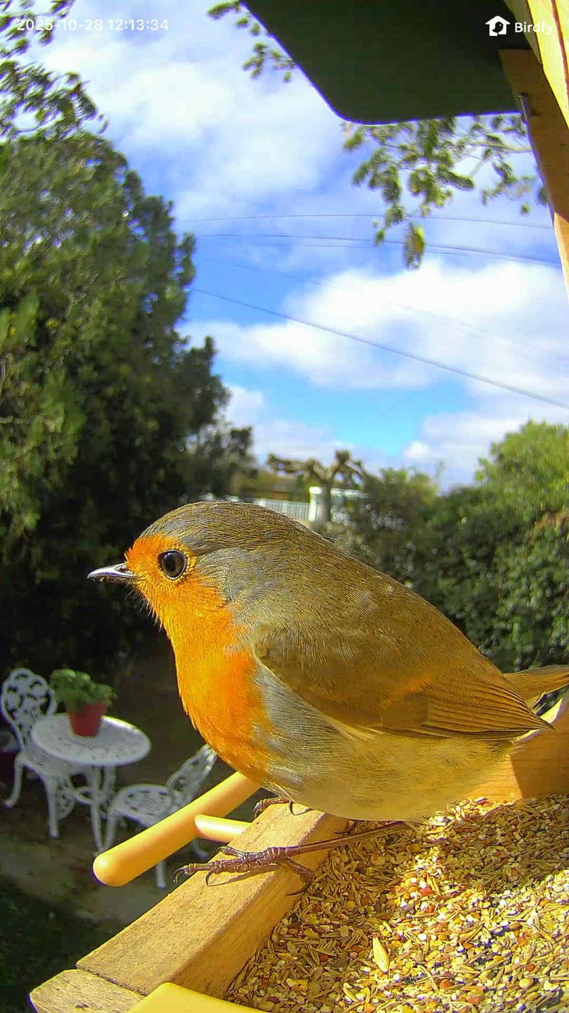 Customer photo review of Birdfy Feeder Wood - Wooden Smart Bird Feeder with Camera