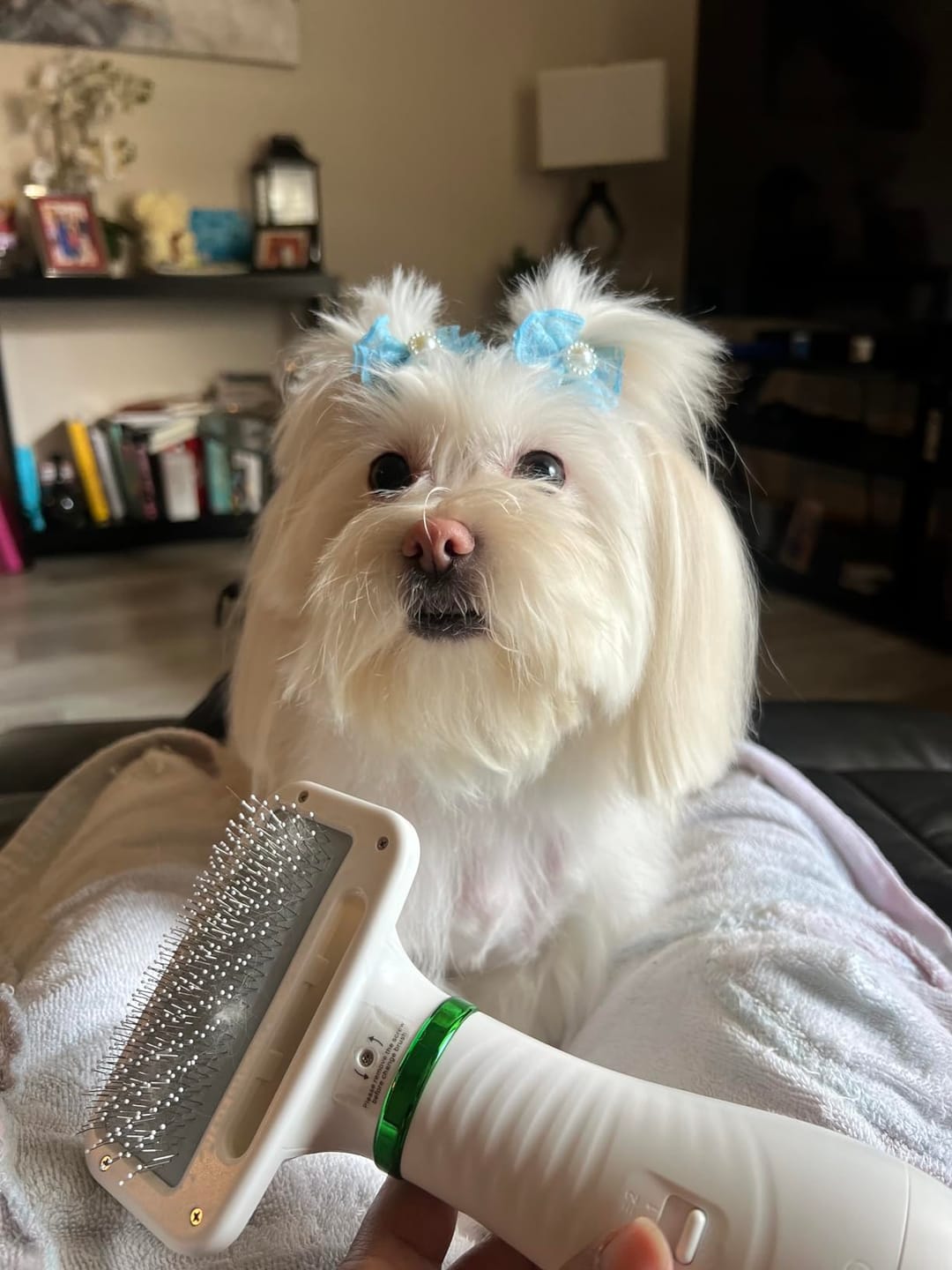 Customer photo review of [HOT SALE] 3-in-1 Pet Grooming Hair Dryer