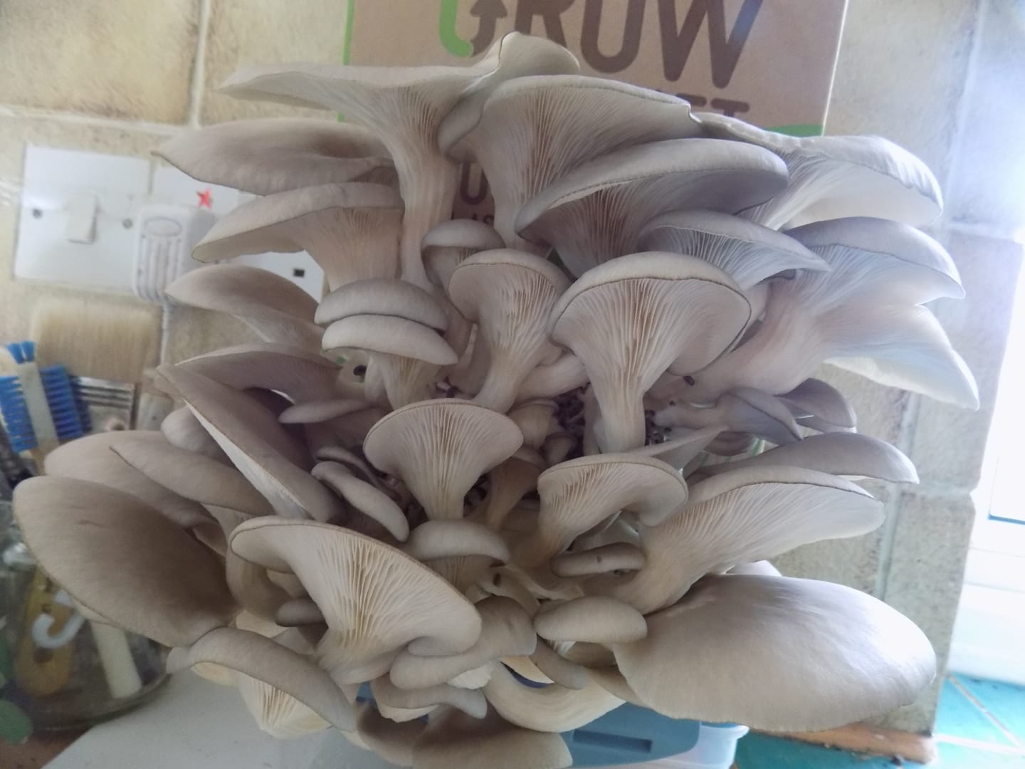 Customer photo review of Organic Lion's Mane Mushroom Extract Supplement (50ml)